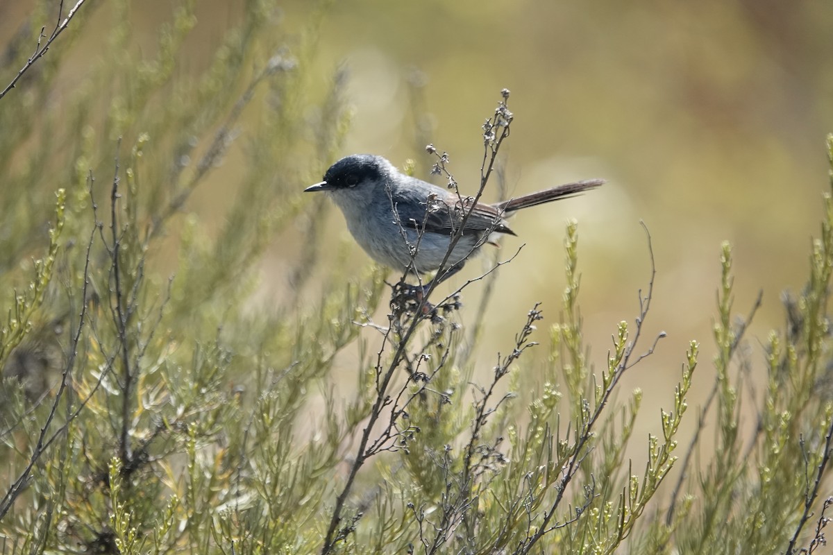 カリフォルニアブユムシクイ - ML636729174