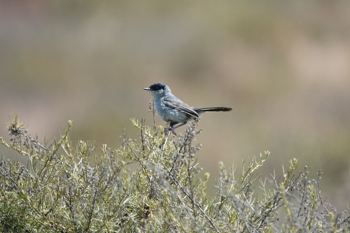 カリフォルニアブユムシクイ - ML636729175