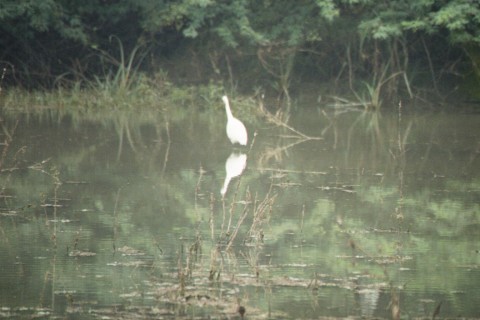 Great Egret - ML636729340