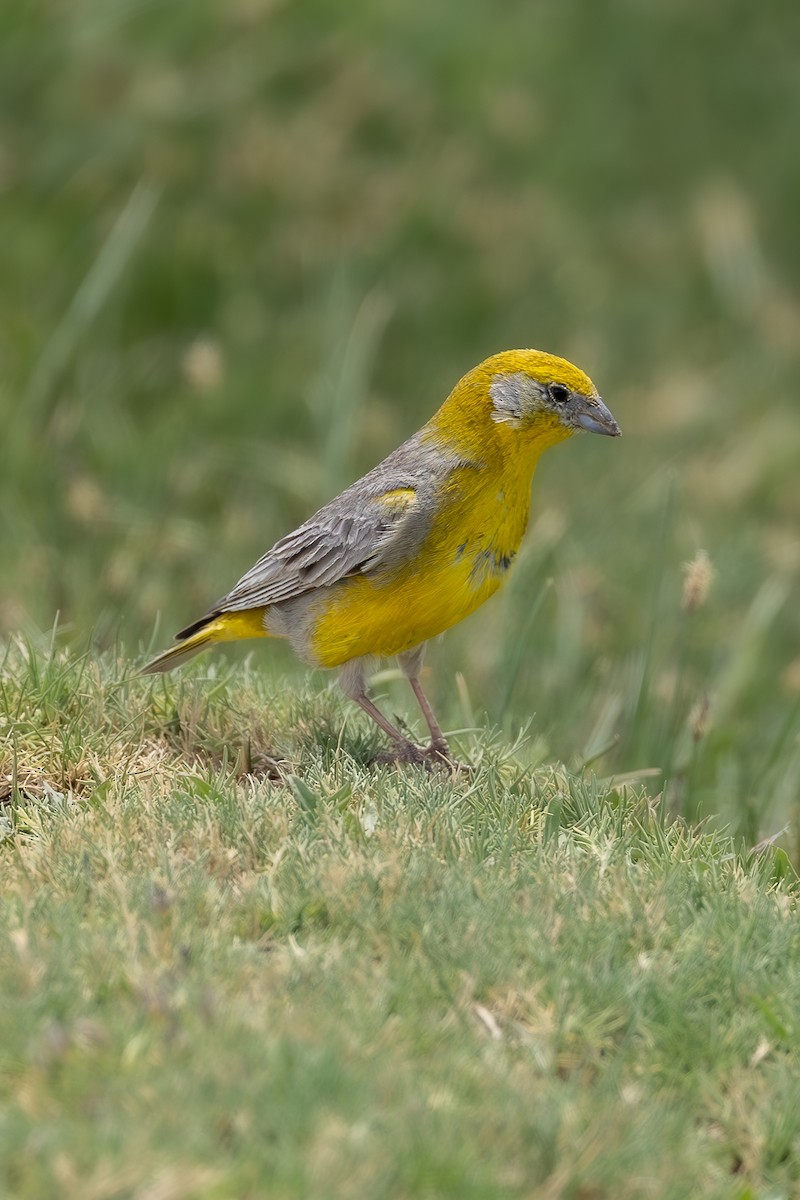 Bright-rumped Yellow-Finch - ML636729353