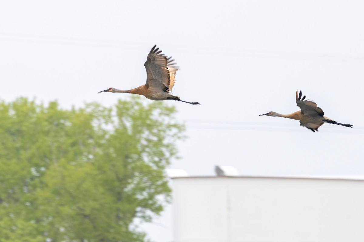 Sandhill Crane - ML636729519
