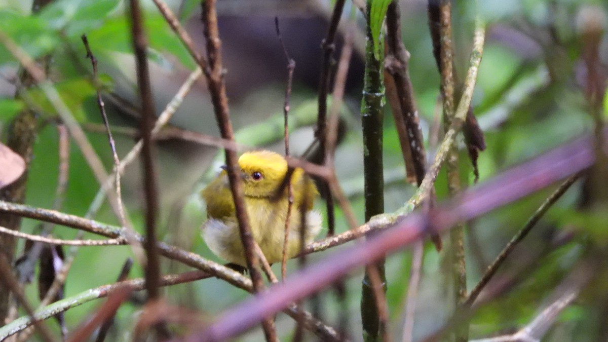 Yellow-headed Manakin - ML636729560
