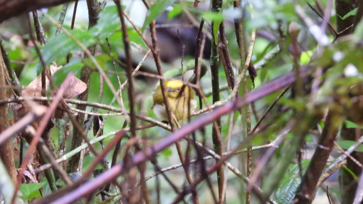 Yellow-headed Manakin - ML636729561