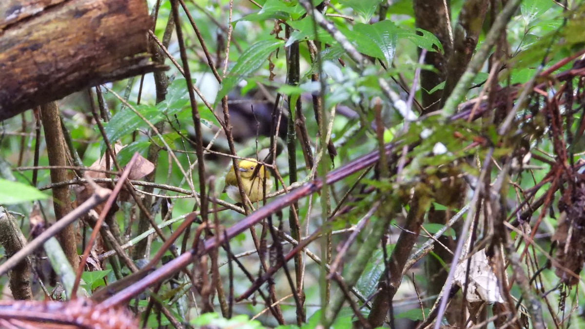 Yellow-headed Manakin - ML636729562