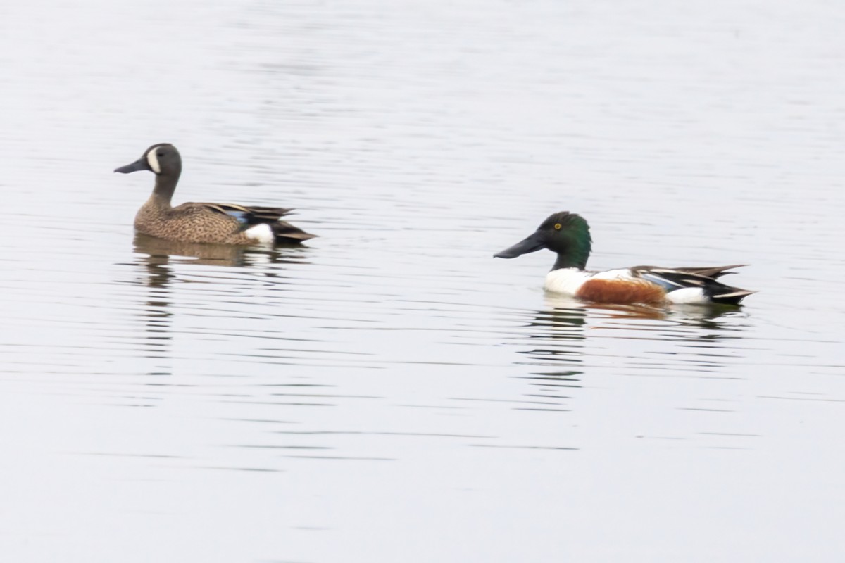 Northern Shoveler - ML636729585