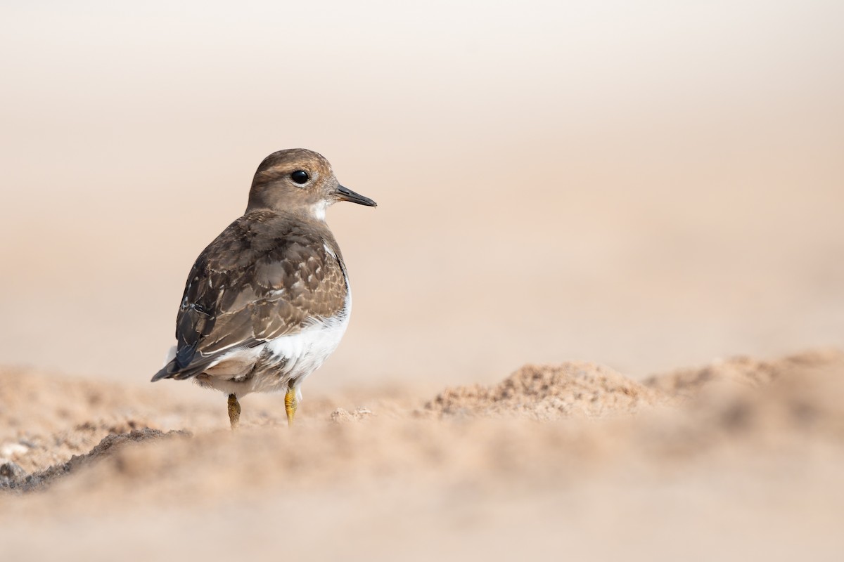 Rufous-chested Dotterel - ML636729610