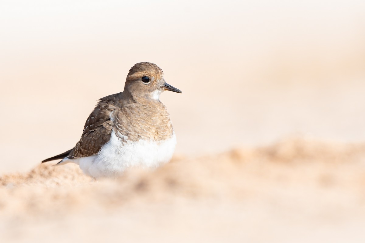 Rufous-chested Dotterel - ML636729611