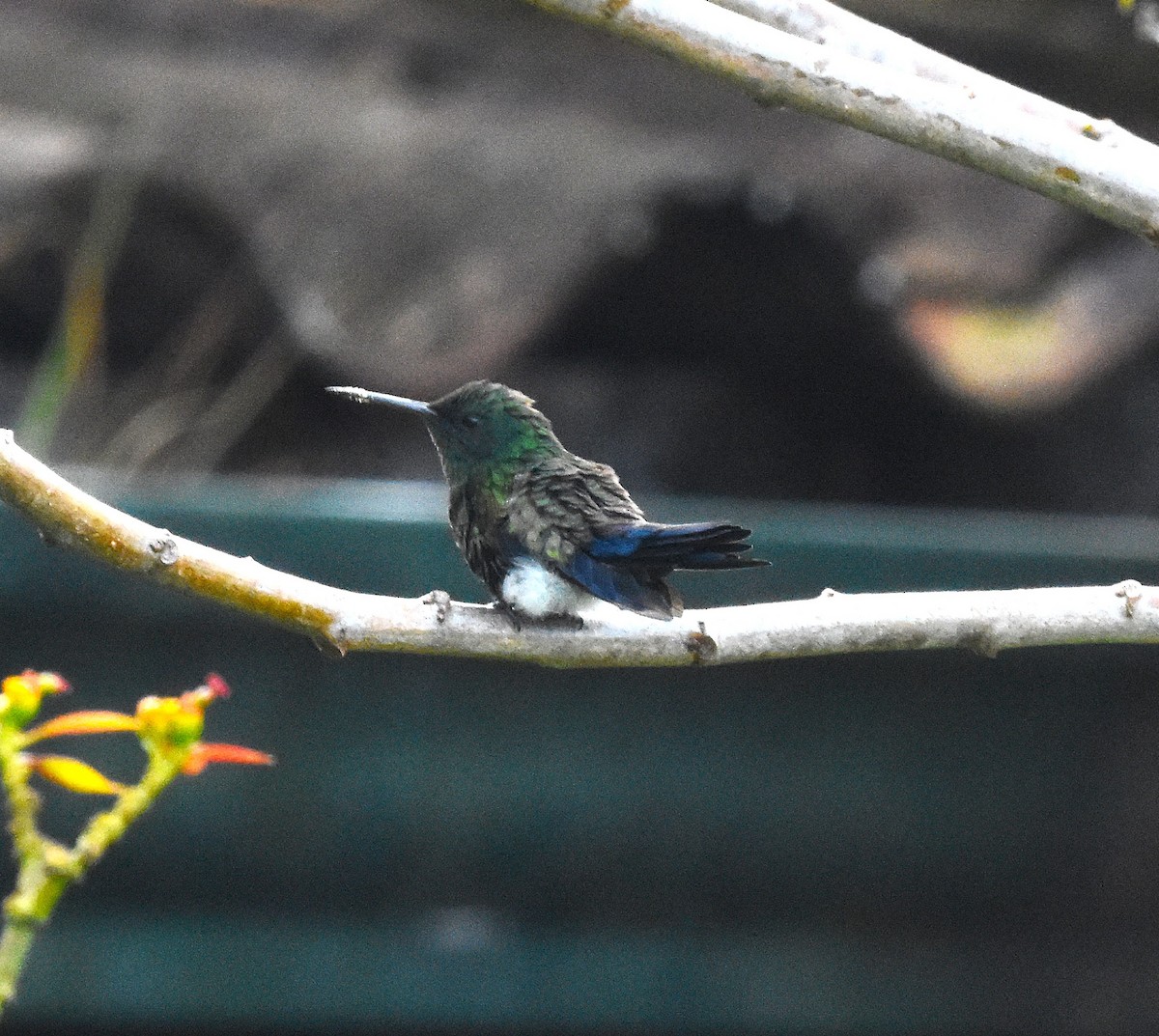 Blue-vented Hummingbird - ML636729613