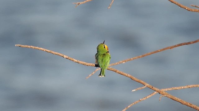 Little Bee-eater - ML636729709