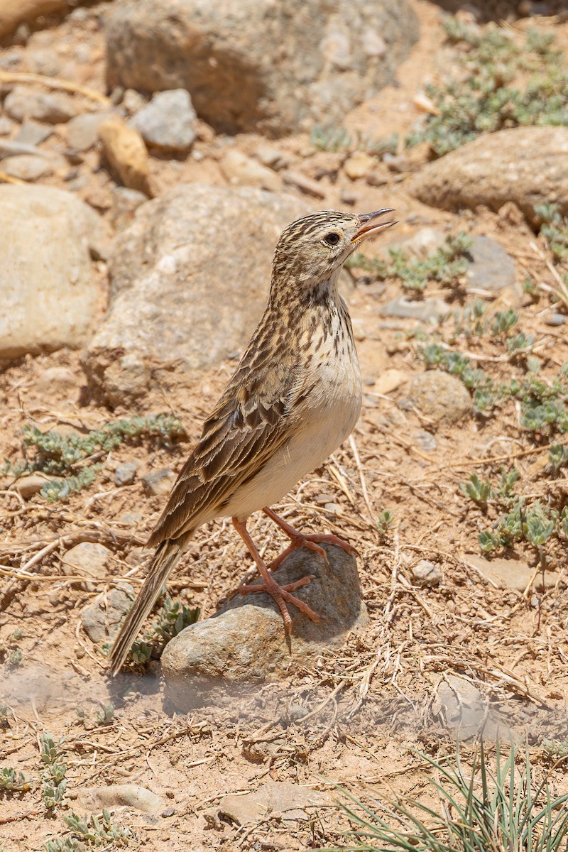 Puna Pipit - ML636729724