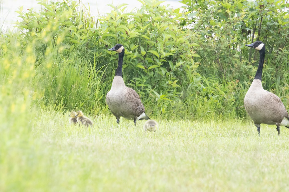 Canada Goose - ML636729733