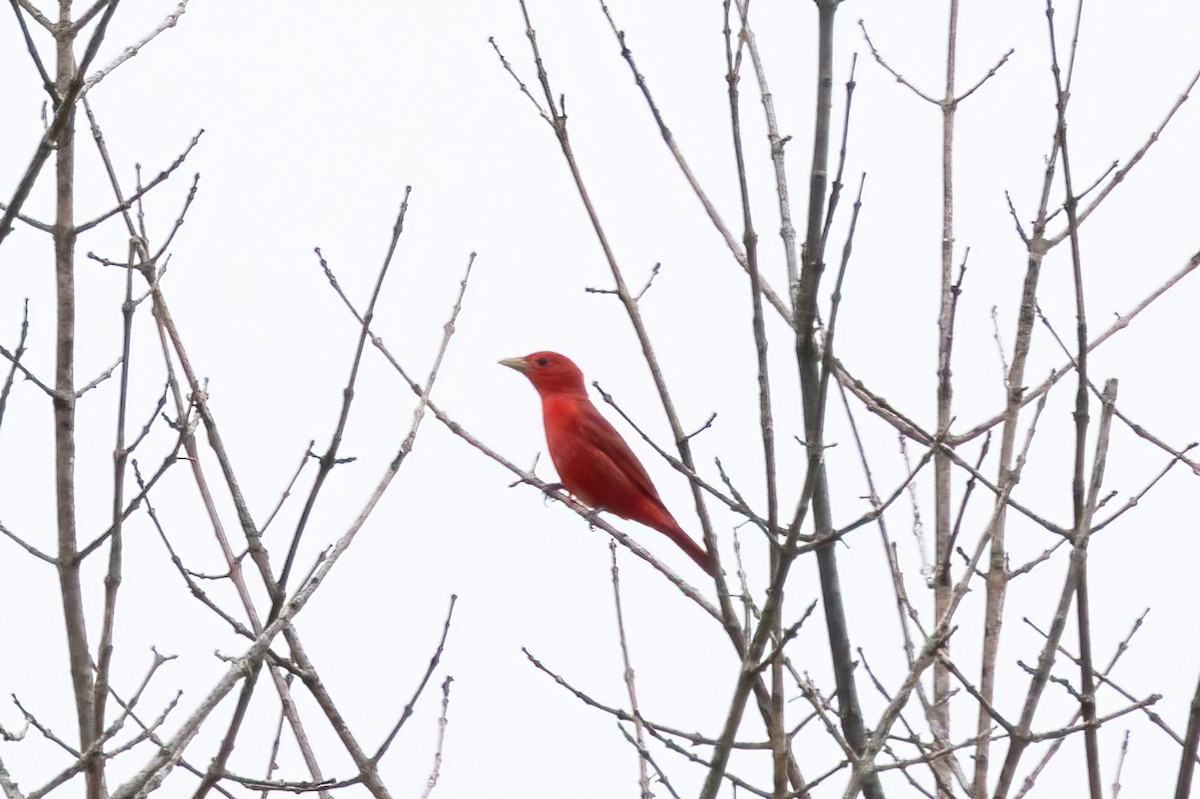 Summer Tanager - ML636729771