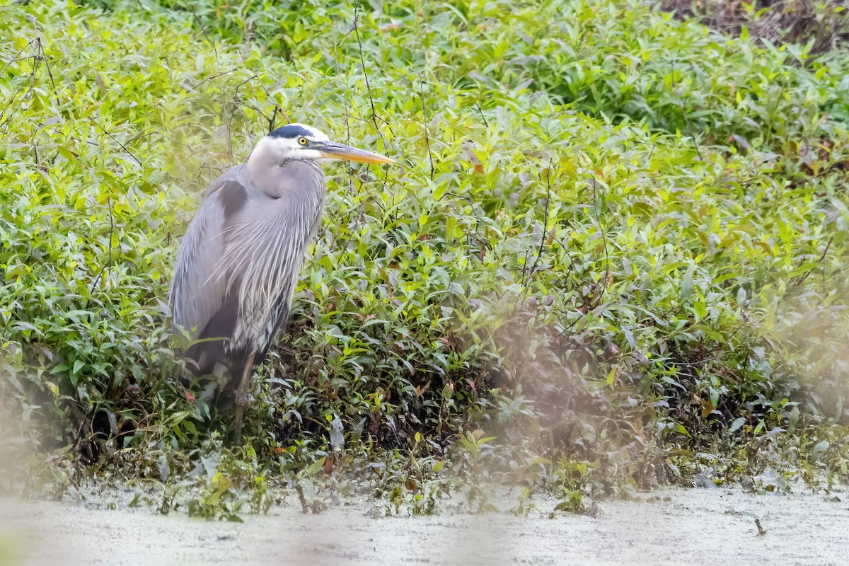 Great Blue Heron - ML636729784