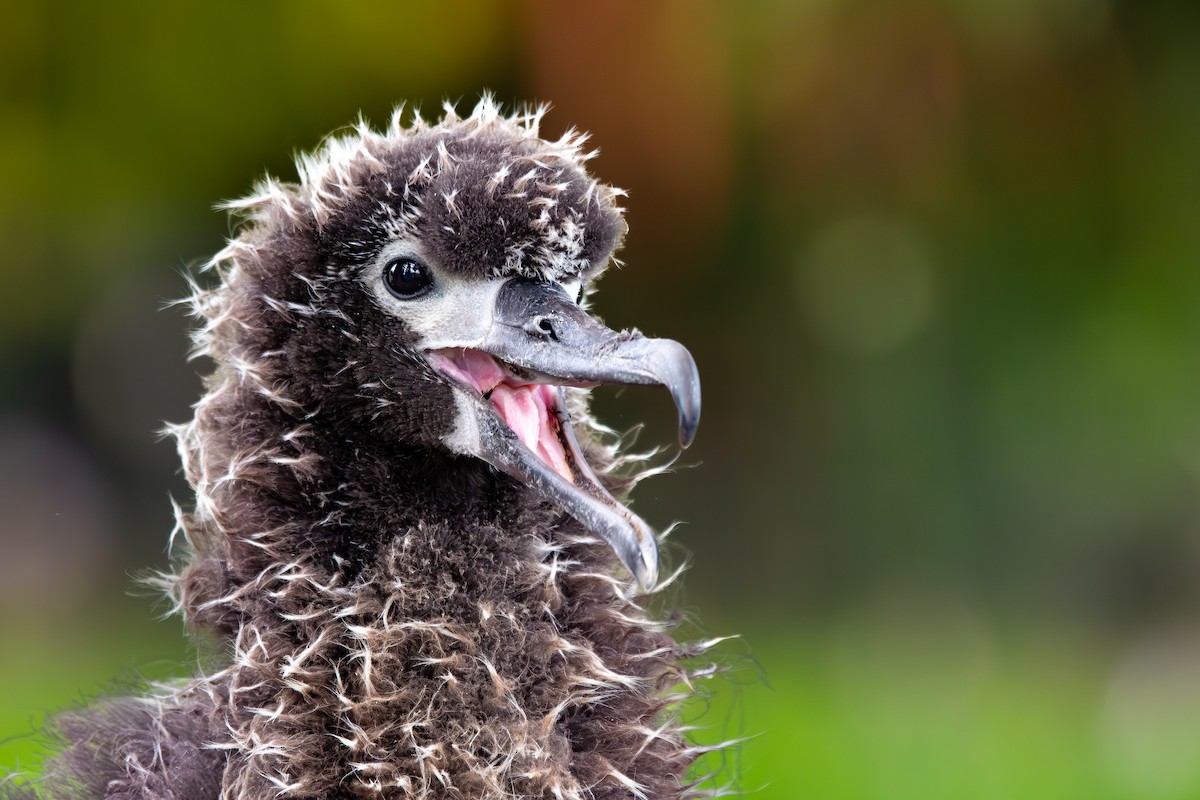 Laysan Albatrosu - ML636729796