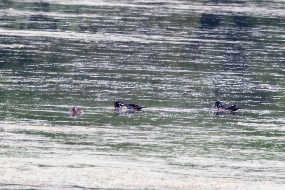 Wood Duck - ML636729812