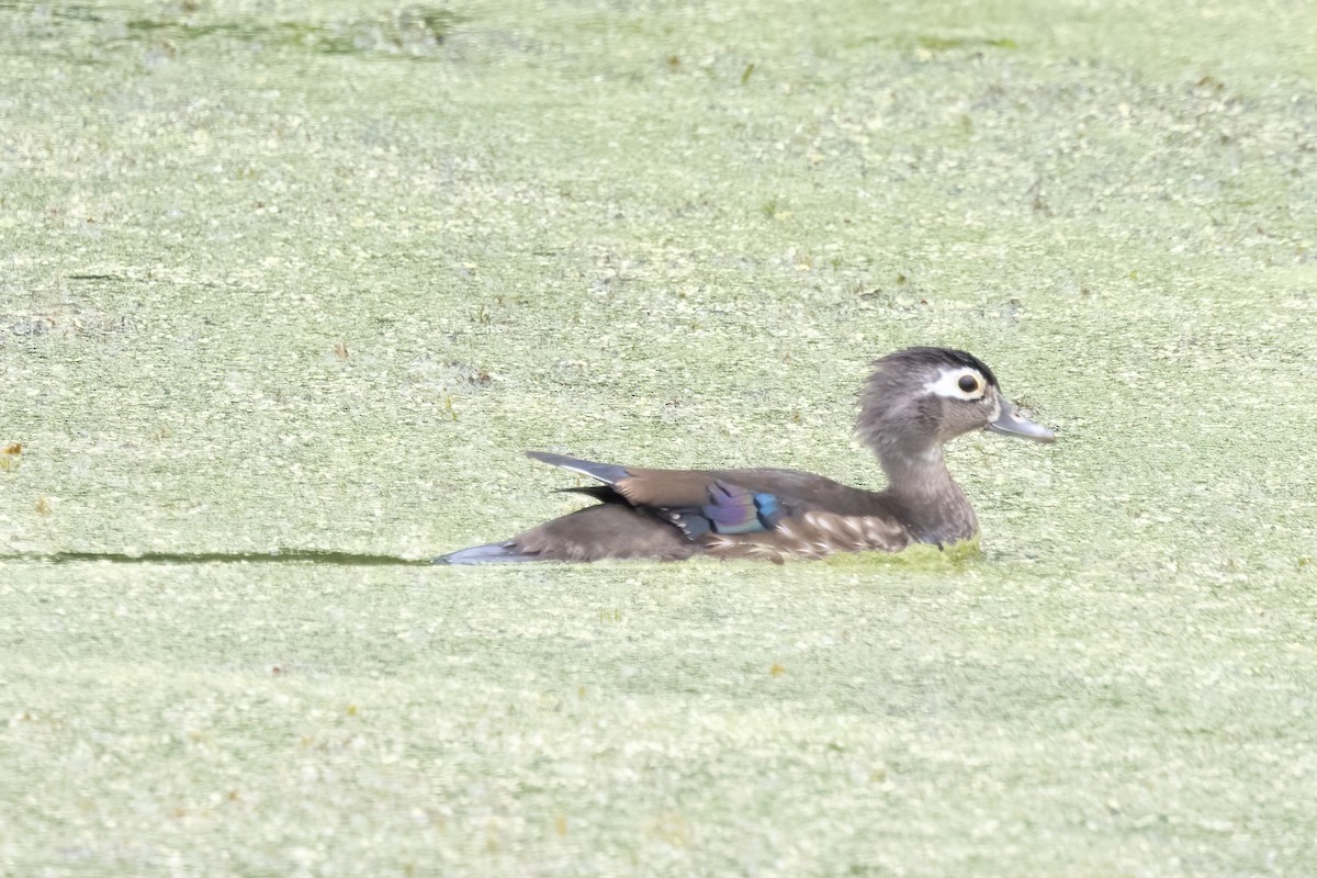 Wood Duck - ML636729813