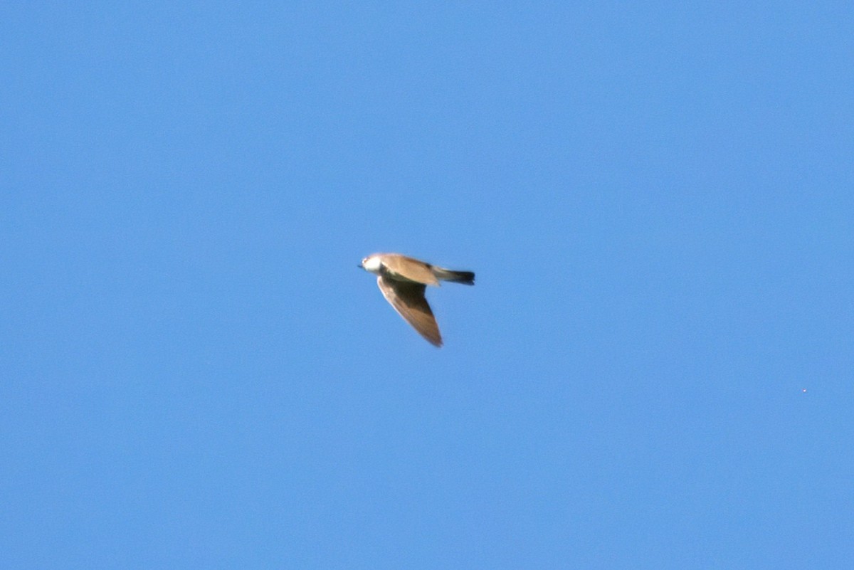 Banded Martin - ML636729814