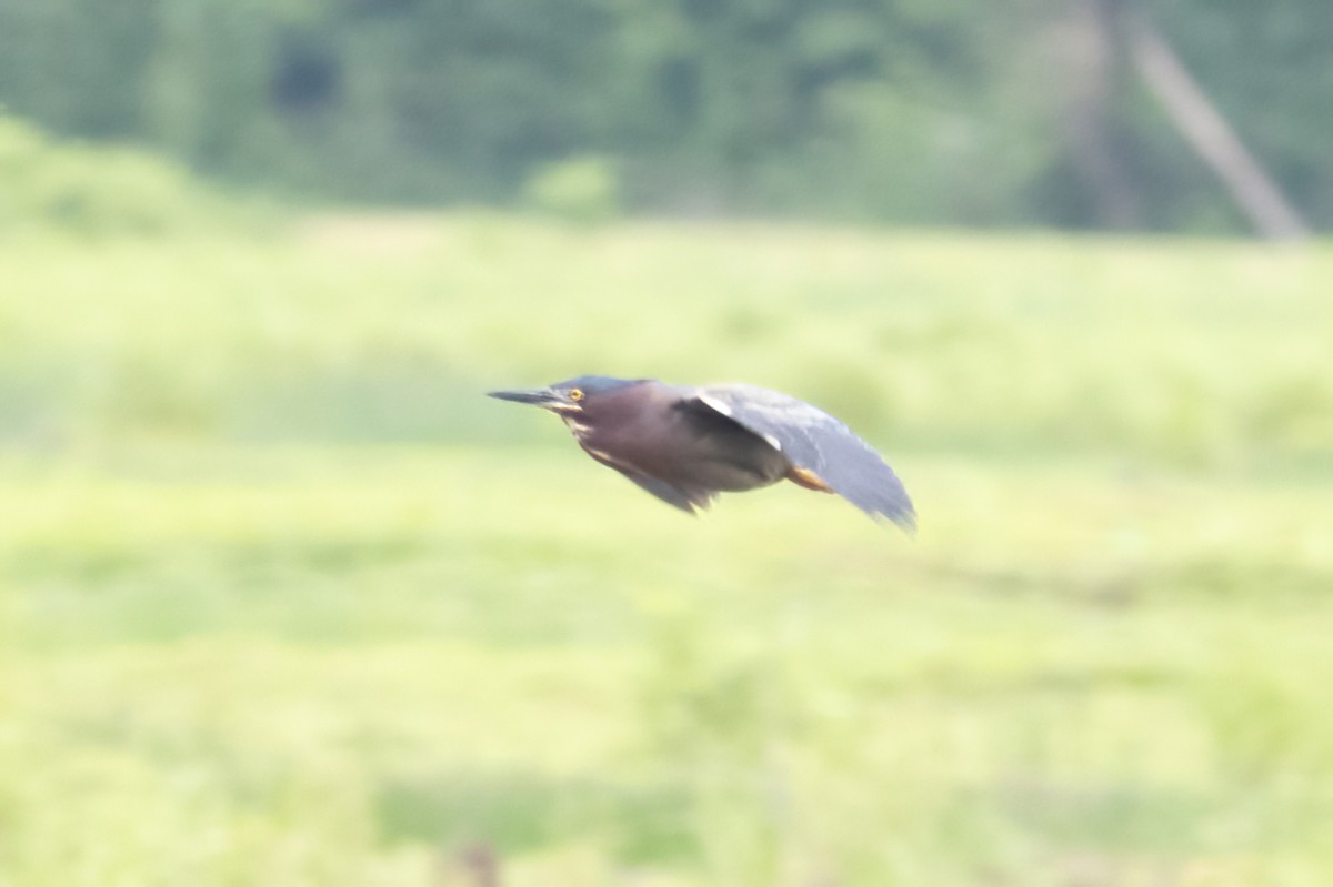 Green Heron - ML636729843