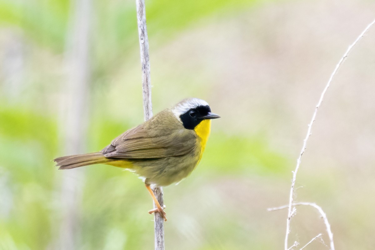 Common Yellowthroat - ML636729863