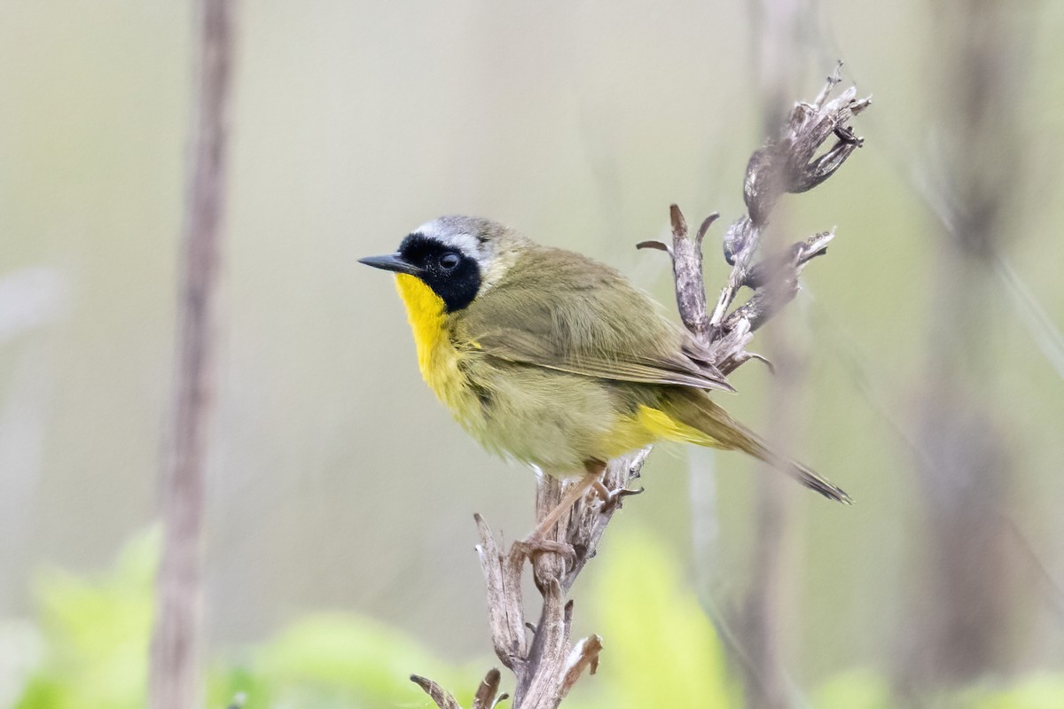 Common Yellowthroat - ML636729864