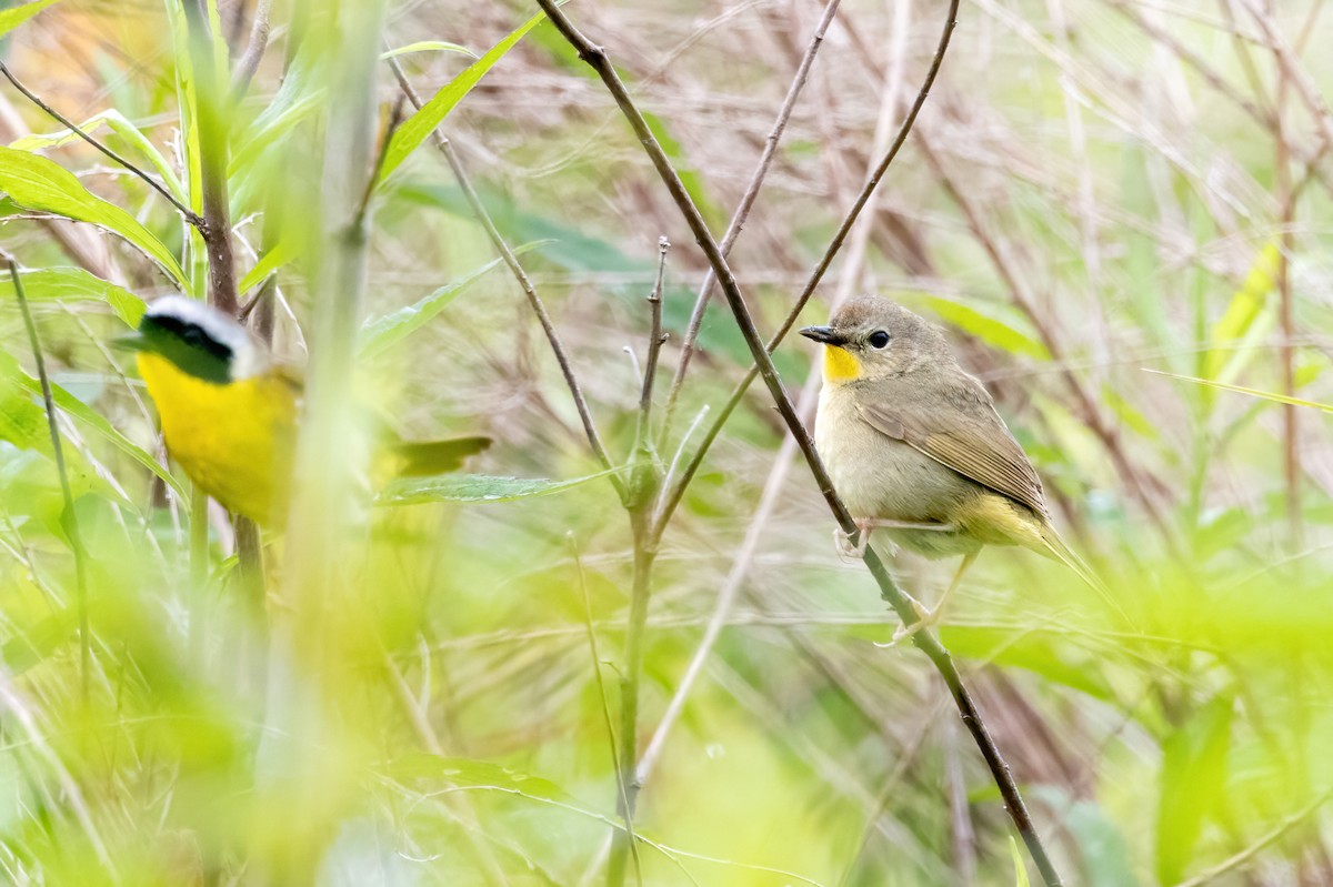 Common Yellowthroat - ML636729866