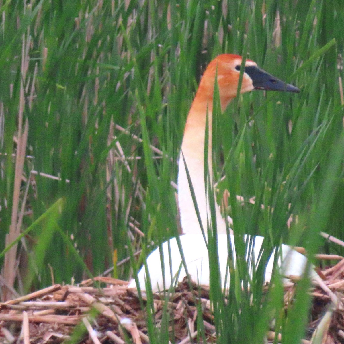 Trumpeter Swan - ML636729904
