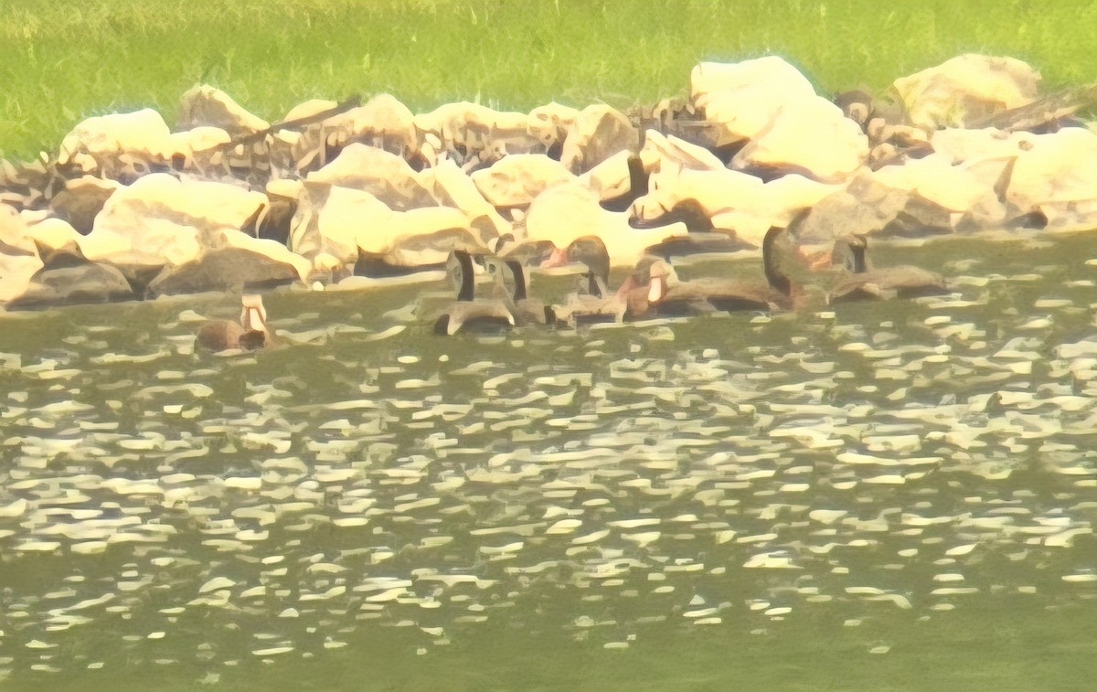 Black-bellied Whistling-Duck - ML636729908