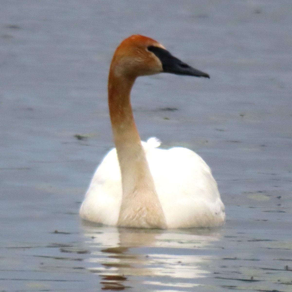 Trumpeter Swan - ML636729910