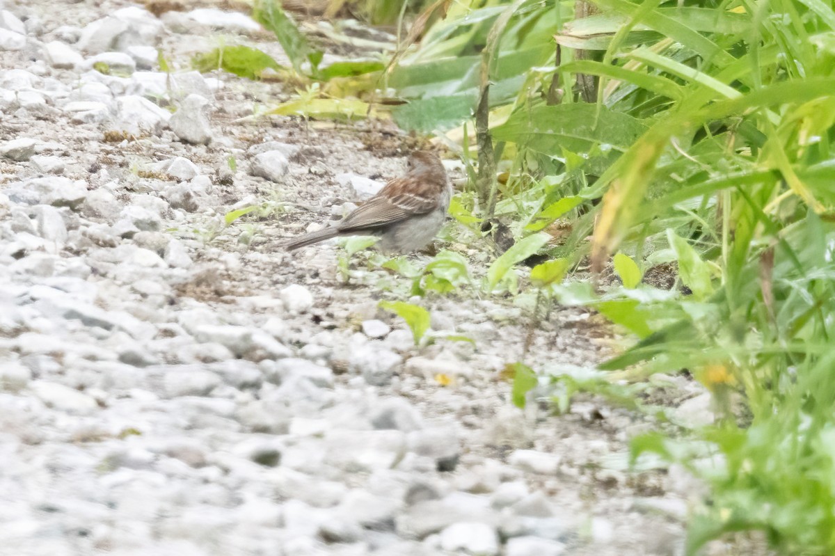 Field Sparrow - ML636729931