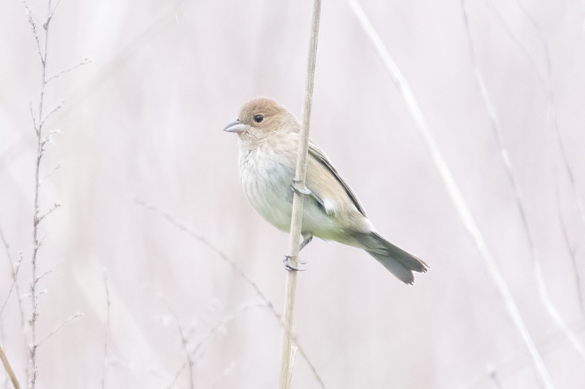 Indigo Bunting - ML636729945