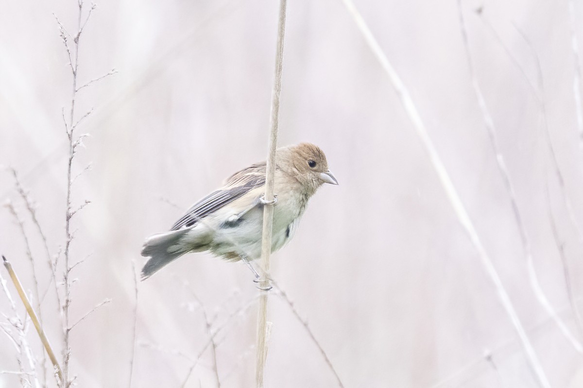 Indigo Bunting - ML636729946