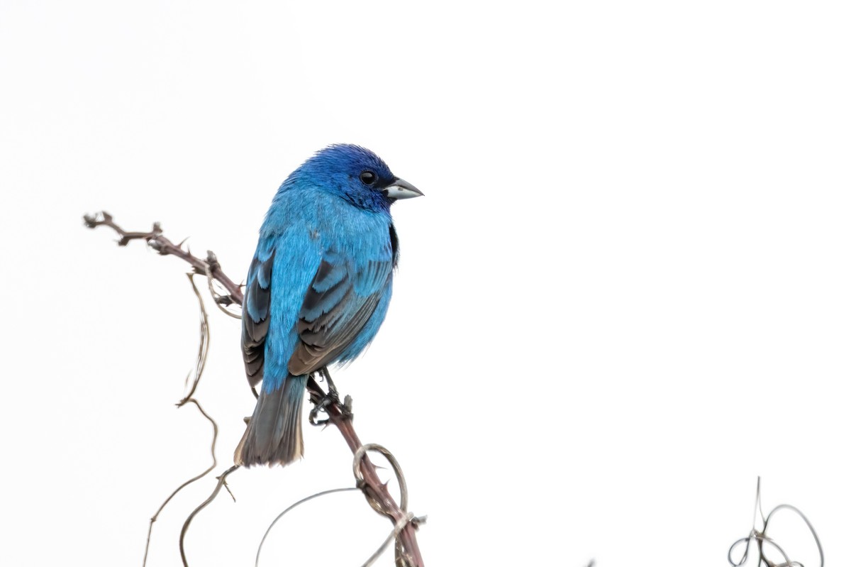 Indigo Bunting - ML636729947