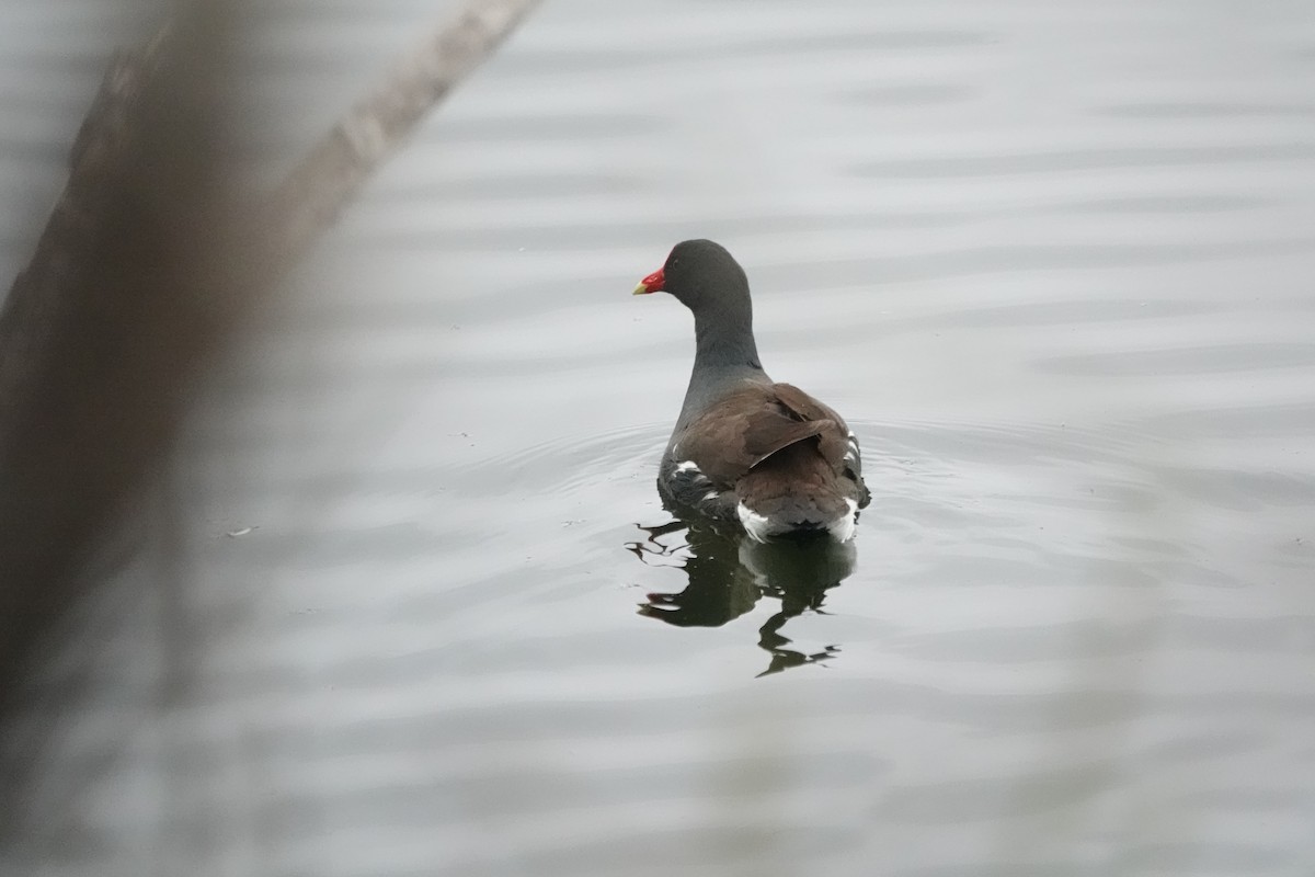 アメリカバン - ML636729970