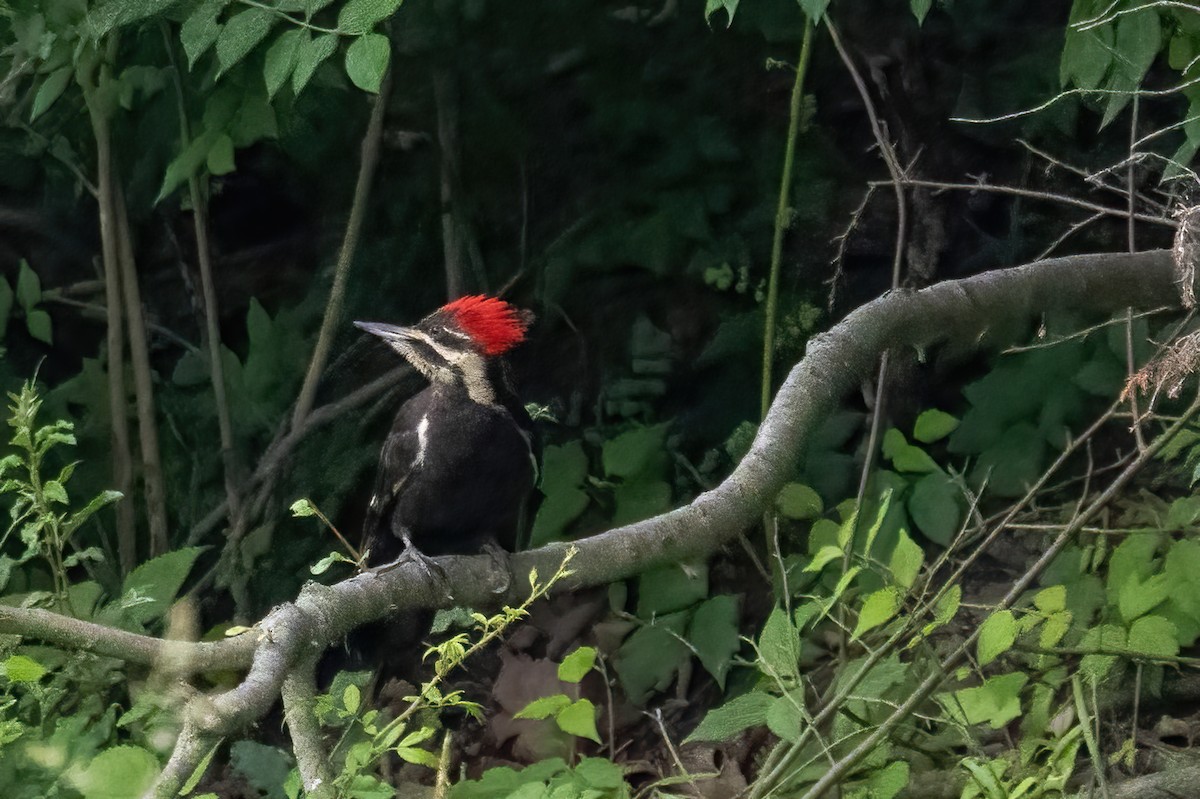 Pileated Woodpecker - ML636730004