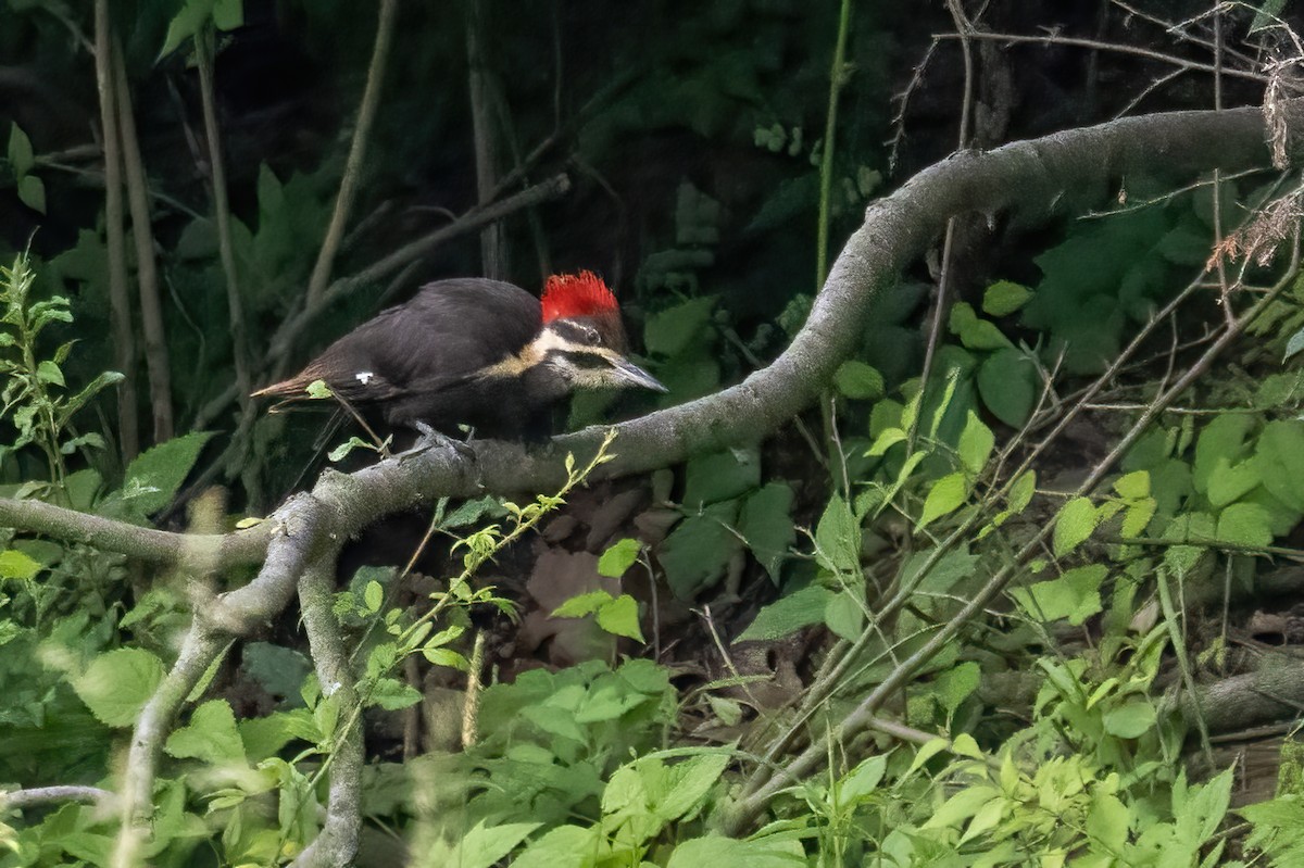 Pileated Woodpecker - ML636730005
