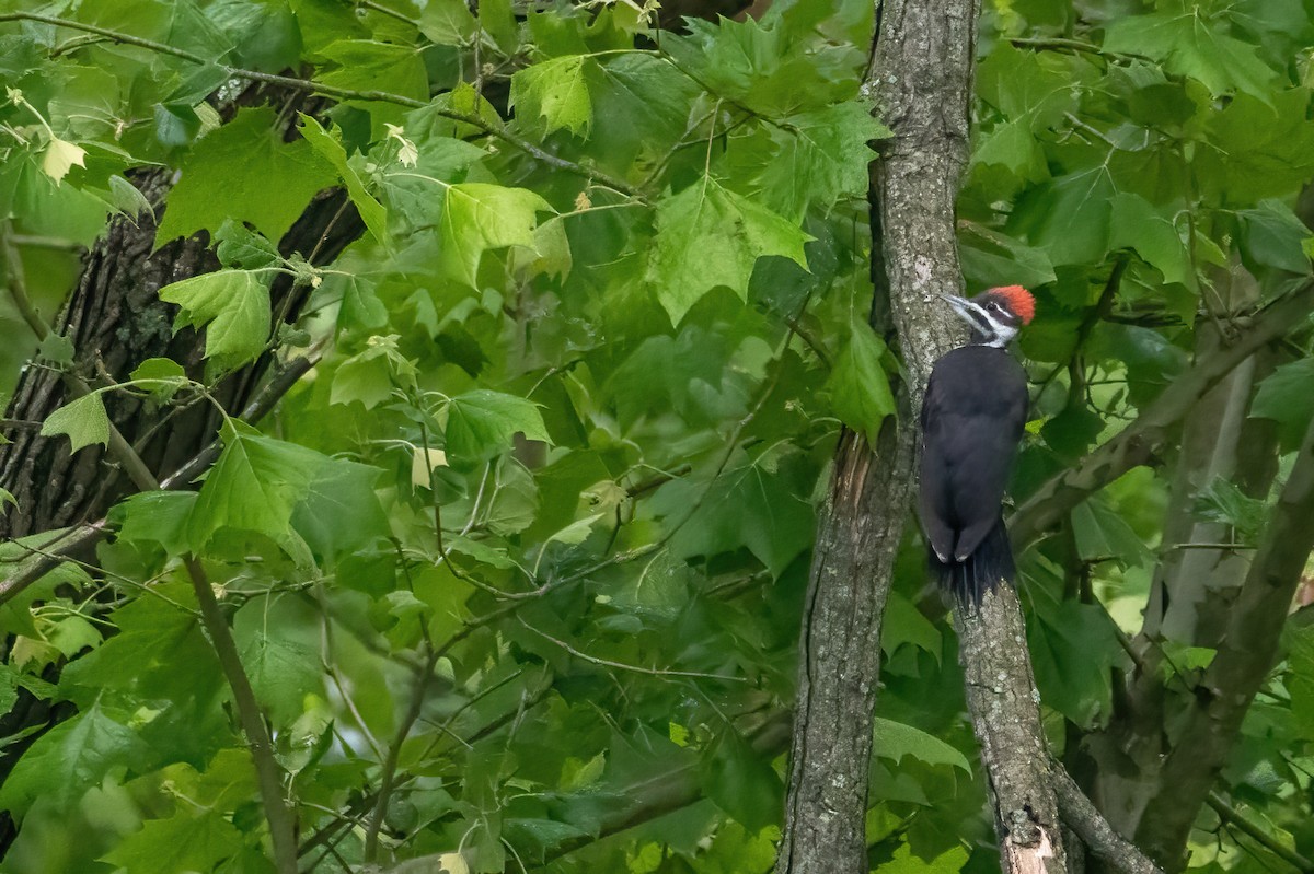 Pileated Woodpecker - ML636730006
