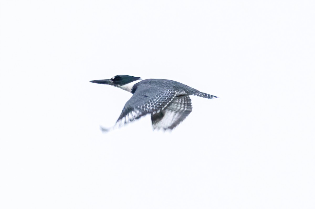 Belted Kingfisher - ML636730035