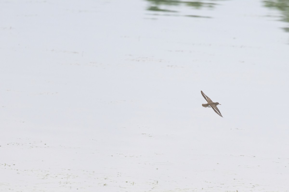 Spotted Sandpiper - ML636730063