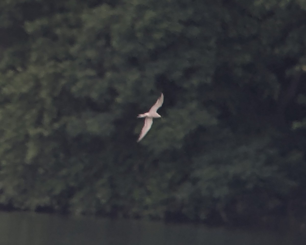Common Tern - ML636730076