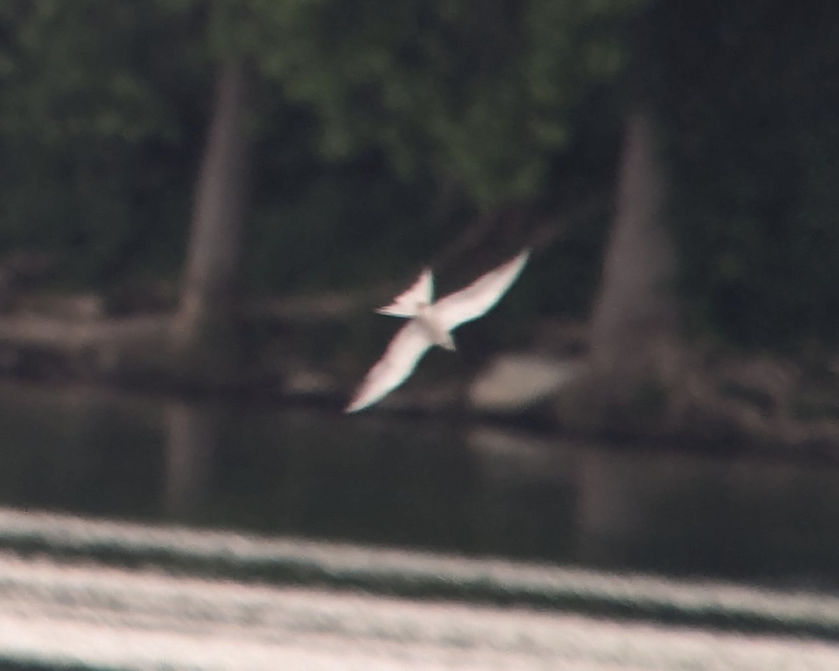 Common Tern - ML636730077