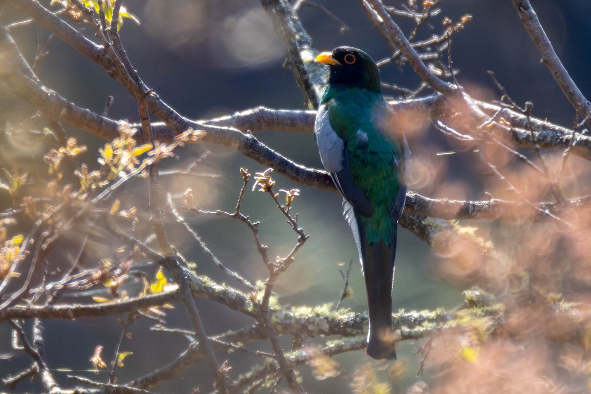 Elegant Trogon (Coppery-tailed) - ML636730368