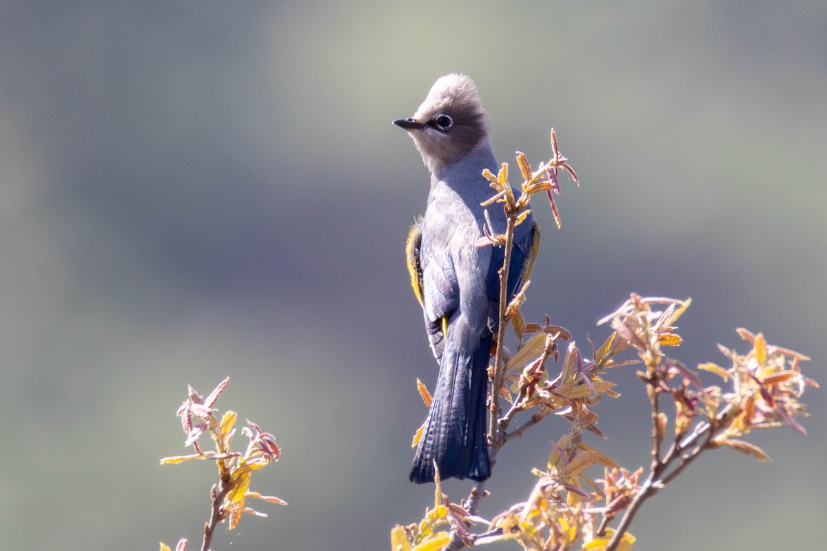 Gray Silky-flycatcher - ML636730375