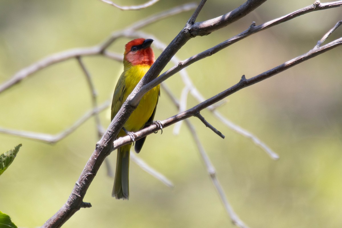 Red-headed Tanager - ML636730424