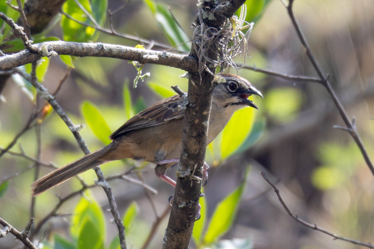Oaxaca Sparrow - ML636730524