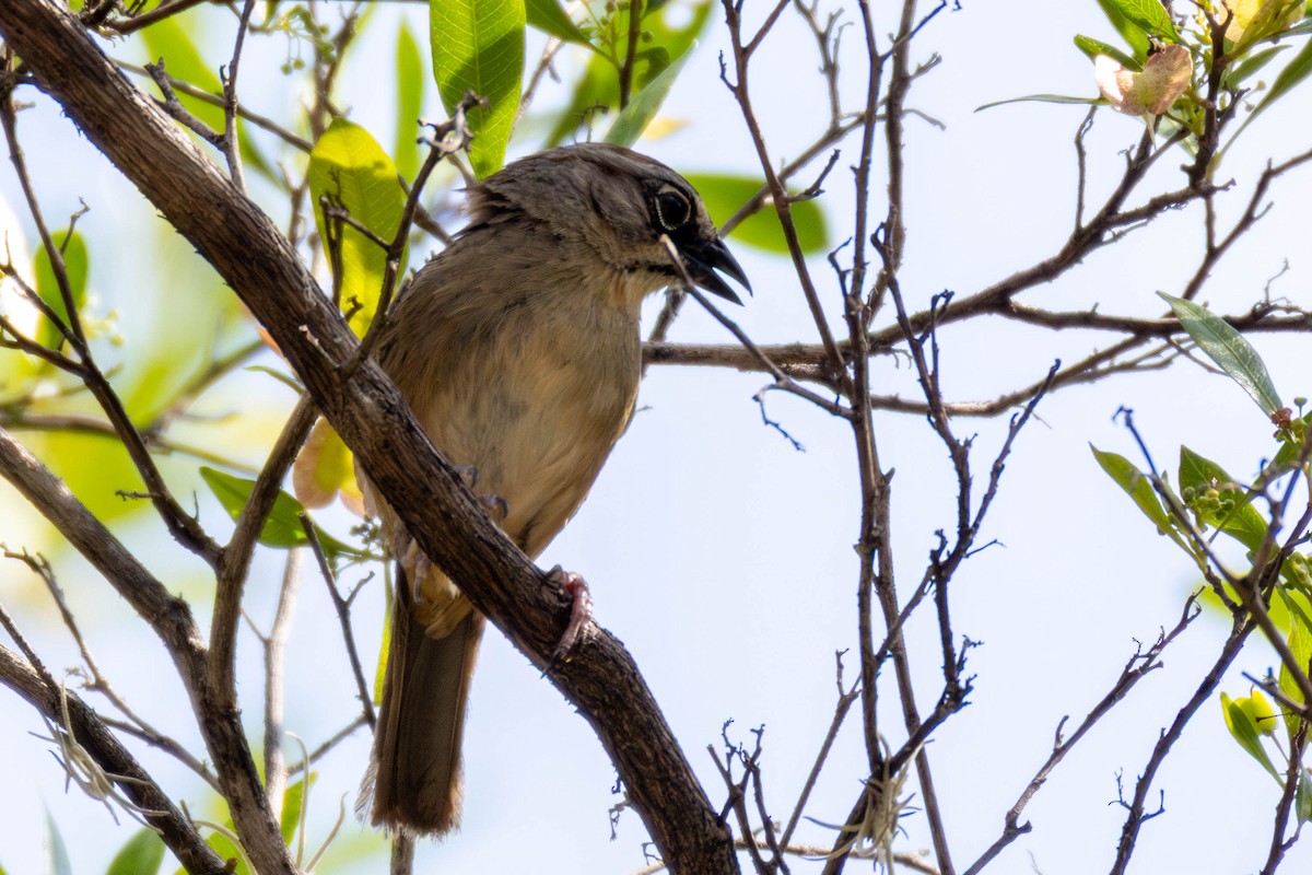 Oaxaca Sparrow - ML636730525
