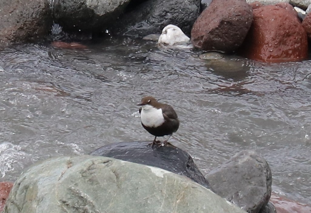 White-throated Dipper - ML636730793