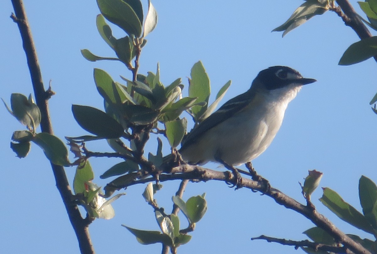 Black-capped Vireo - ML636730862