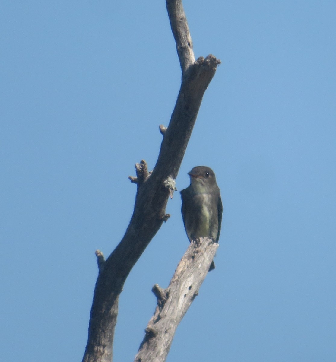 Olive-sided Flycatcher - ML636730884