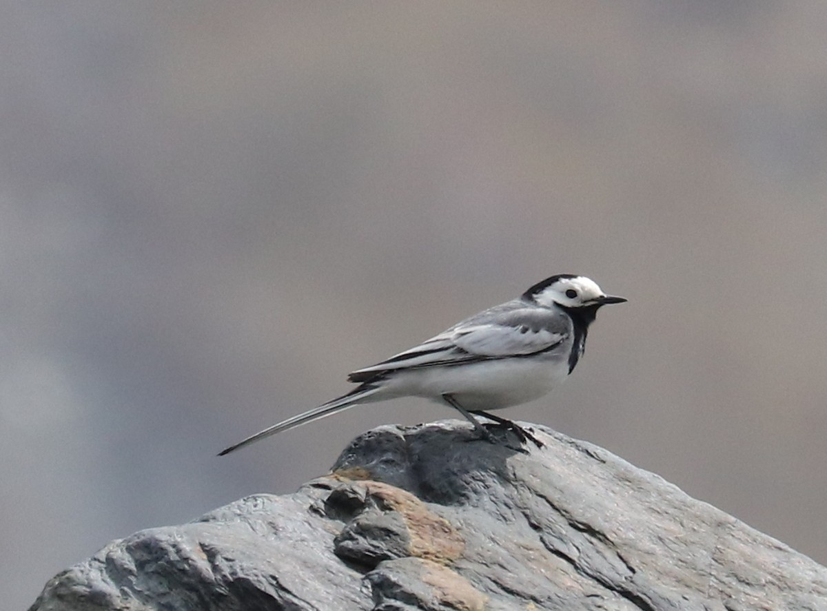 White Wagtail (White-faced) - ML636730885