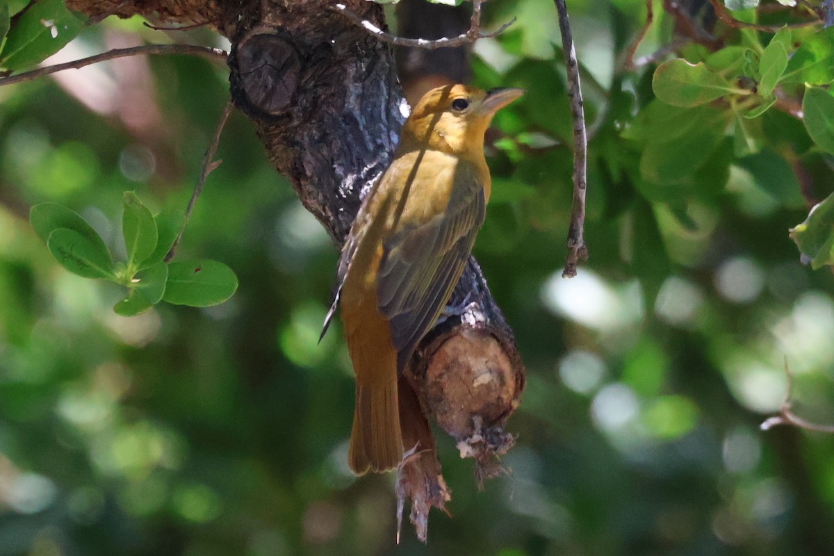Summer Tanager - ML636730894
